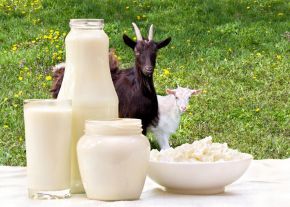 Декларирование и сертификация козьего молока