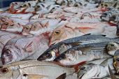 Декларирование рыбной продукции