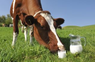 В ЕАЭС с 1 января 2016 года запрещается продажа молока от больных коров